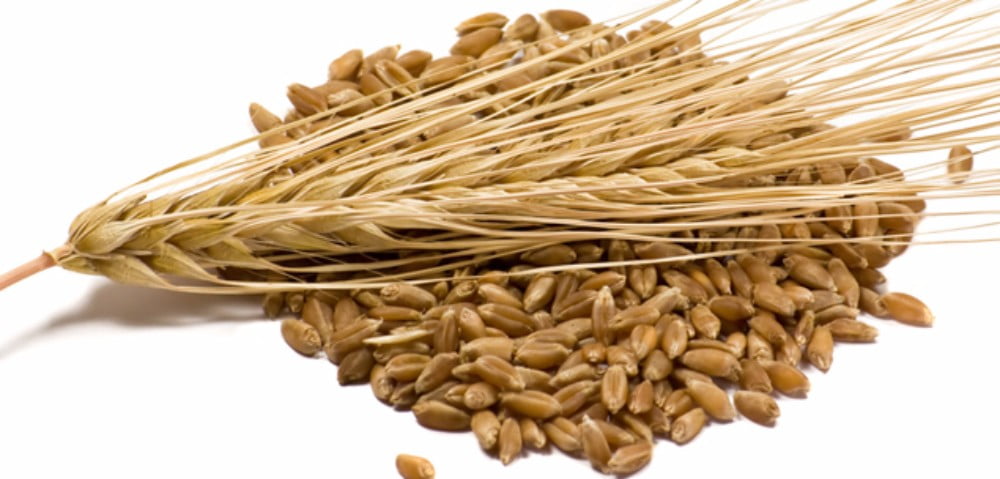Barley Kernels Walmart barley-kernels-walmart