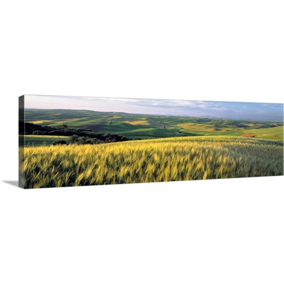 Great Big Canvas "Barley fields cover much of the rolling hills of the Palouse region, Washington" by Ric Ergenbright Light Yellow White Wrapped Canvas Print Wall Artwork