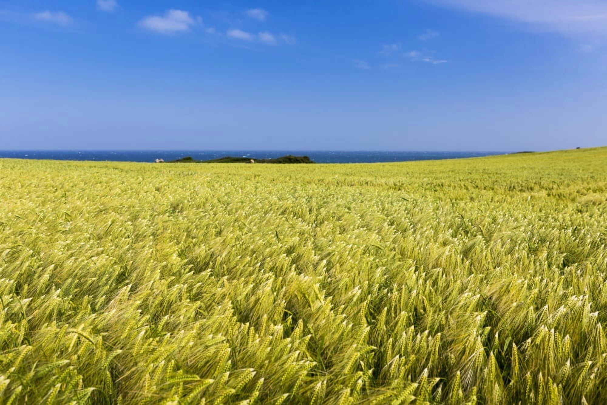 Barley field with blue sky and the sea in the distance Brittany France Canvas Art - Michael Interisano Design Pics (38 x 24)