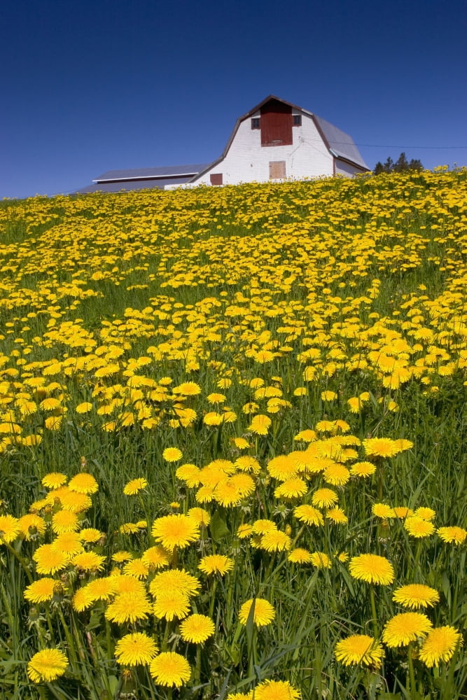 Barn And Dandelions Brookfield Prince Edward Island Canvas Art - John Sylvester Design Pics (22 x 34)