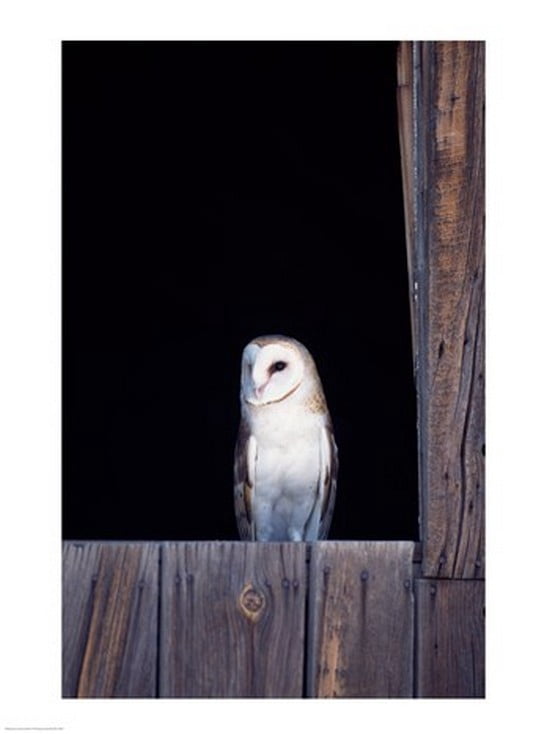 Barn Owl Canvas Art -  (18 x 24)