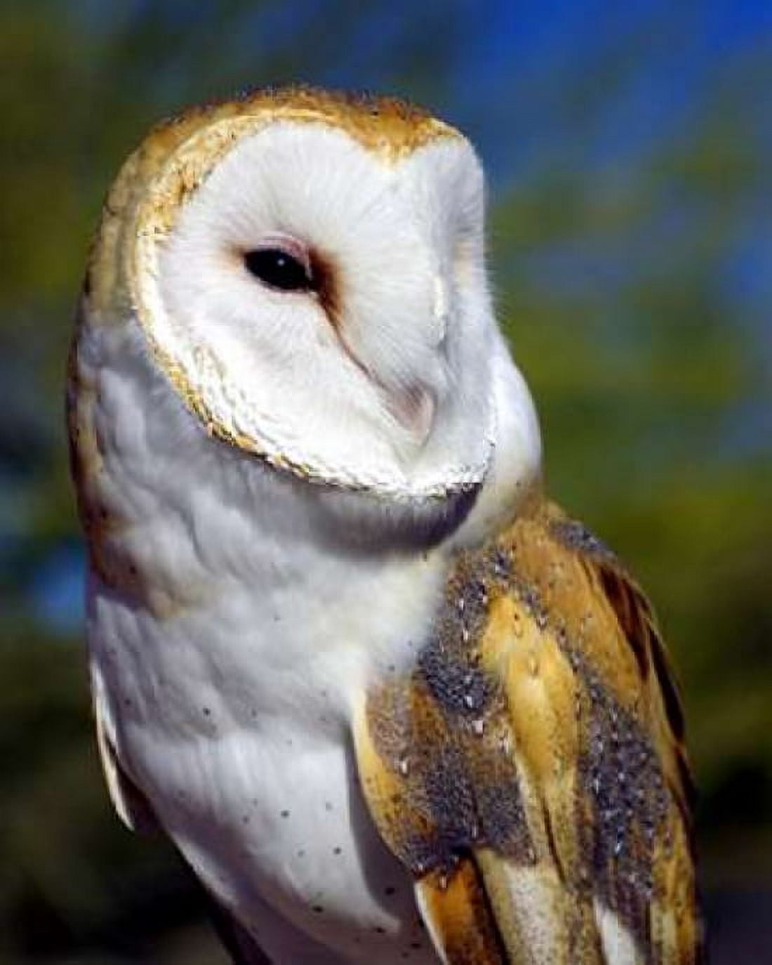 Barn Owl Canvas Art - Douglas Taylor (24 x 30)
