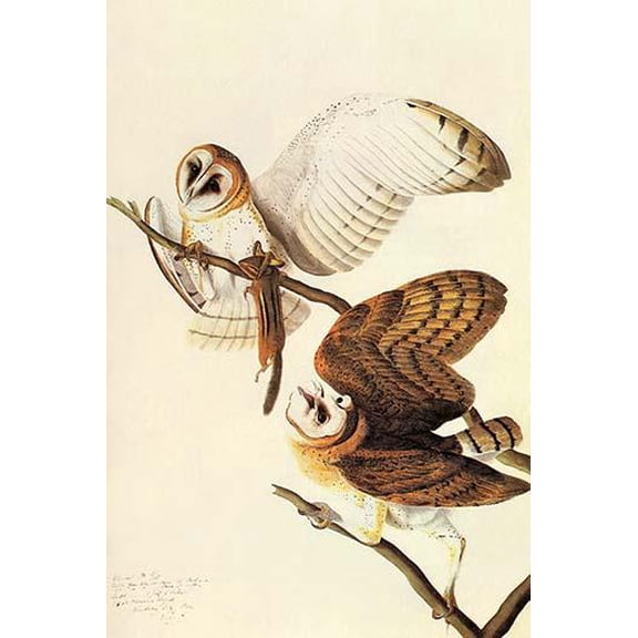 Barn Owl-Fine art canvas print (20" x 30")