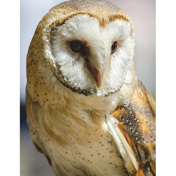 Barn Owl Notebook Large Size 8.5 x 11 Ruled 150 Pages (Paperback)