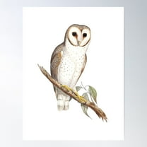 Barn Owl Poster Wall Art, Modern Wall Decor For Living Room Bedroom, 8x12 UNFRAMED