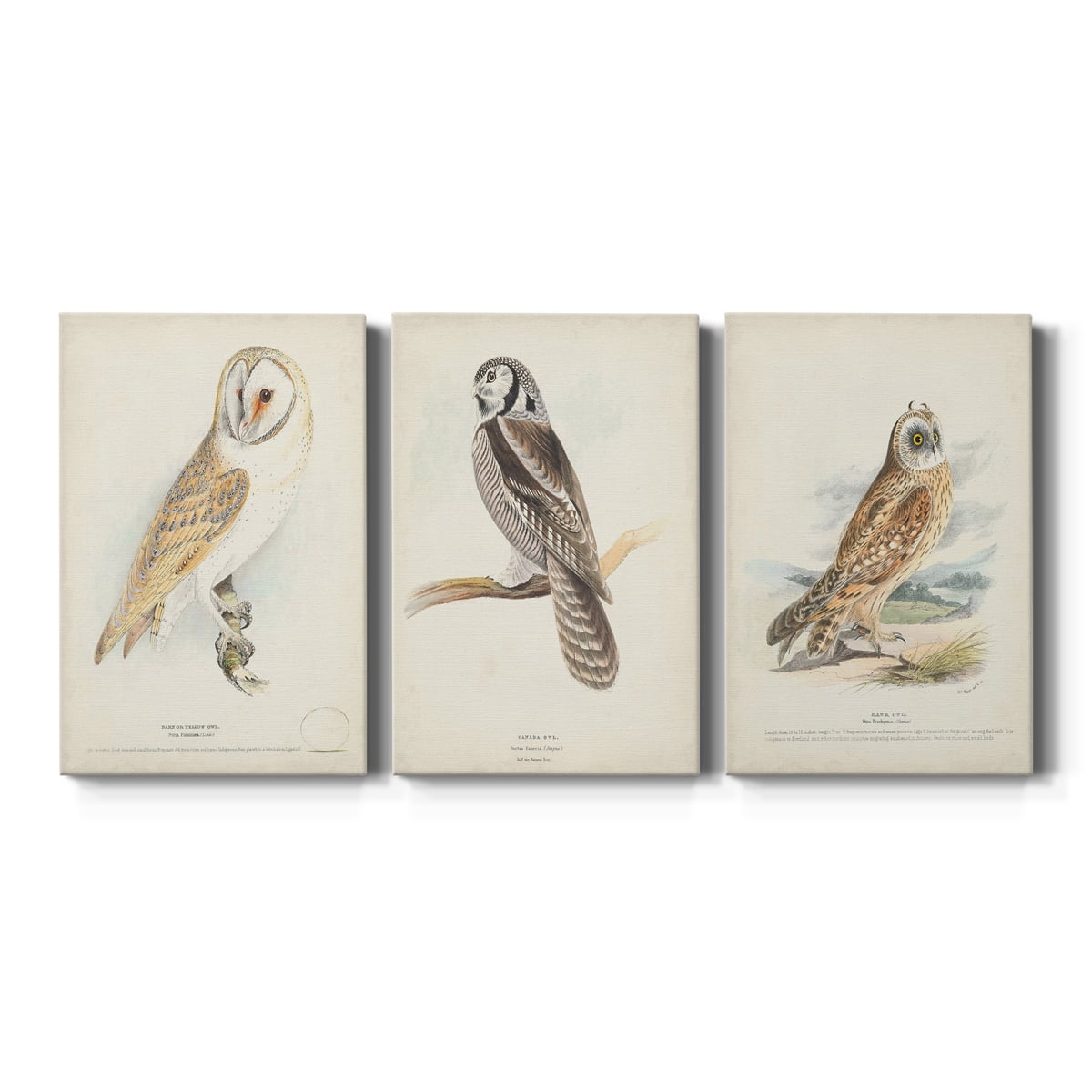 Barn Owl Premium Gallery Wrapped Canvas - Ready to Hang - 18 x 27 Each