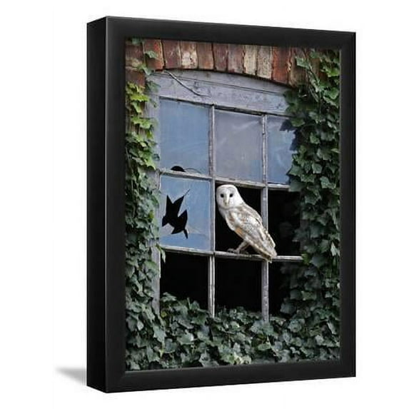 Barn Owl Sitting in Old Farm Window, Tyto Alba, Norfolk, Animals Framed Art Print Wall Art by Paul Hobson Sold by Art.Com