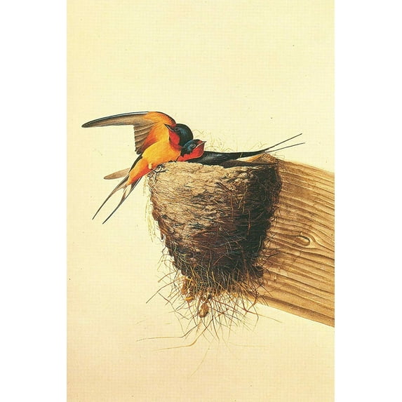 Barn Swallow-Audubon - CANVAS OR FINE PRINT WALL ART