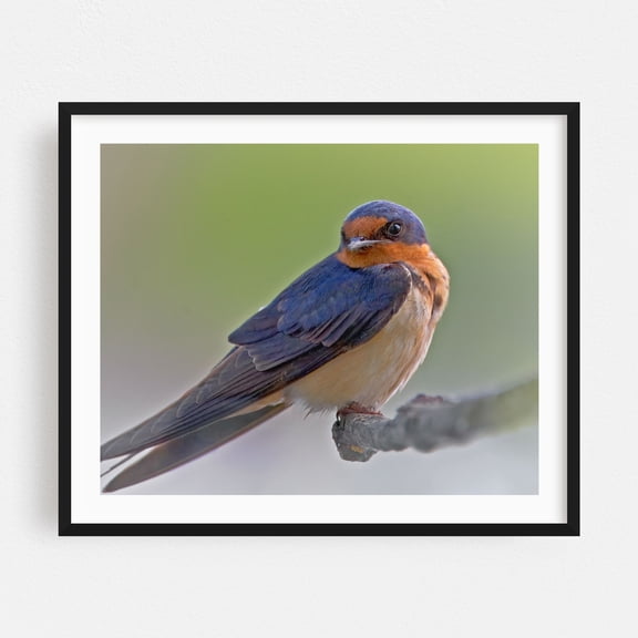 Barn Swallow - Photography Bird Wildlife Nature Animal Scenic Woodland Black Framed Wall Art Print 6 x 8 inches