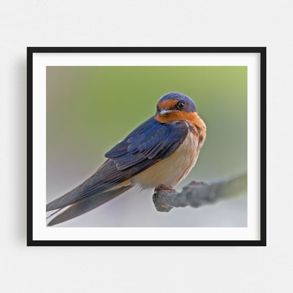 Barn Swallow - Photography Bird Wildlife Nature Animal Scenic Woodland Black Framed Wall Art Print 8 x 10 inches