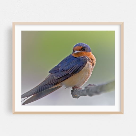 Barn Swallow - Photography Bird Wildlife Nature Animal Scenic Woodland Oak Framed Wall Art Print 6 x 8 inches