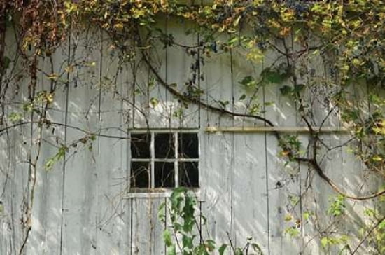 Barn Window Canvas Art - Lynn Garwood (24 x 36)