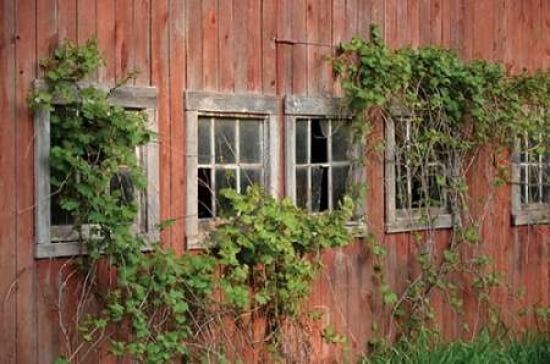 Barn Windows Canvas Art - Lynn Garwood (24 x 36)
