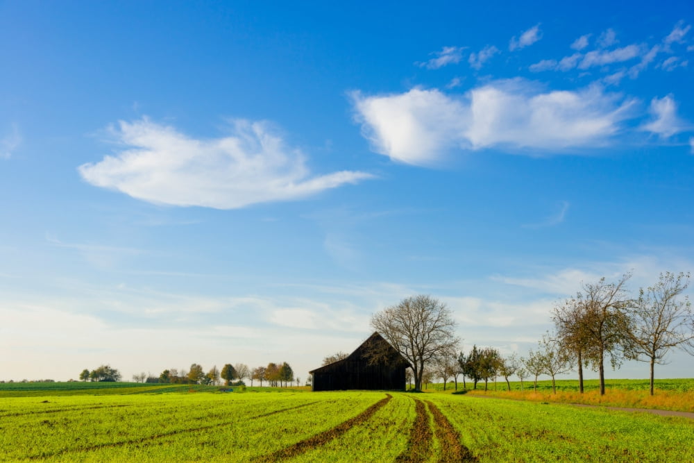 Barn and green agricultural field Baden-Wurttemberg Germany Canvas Art - Panoramic Images (18 x 24)