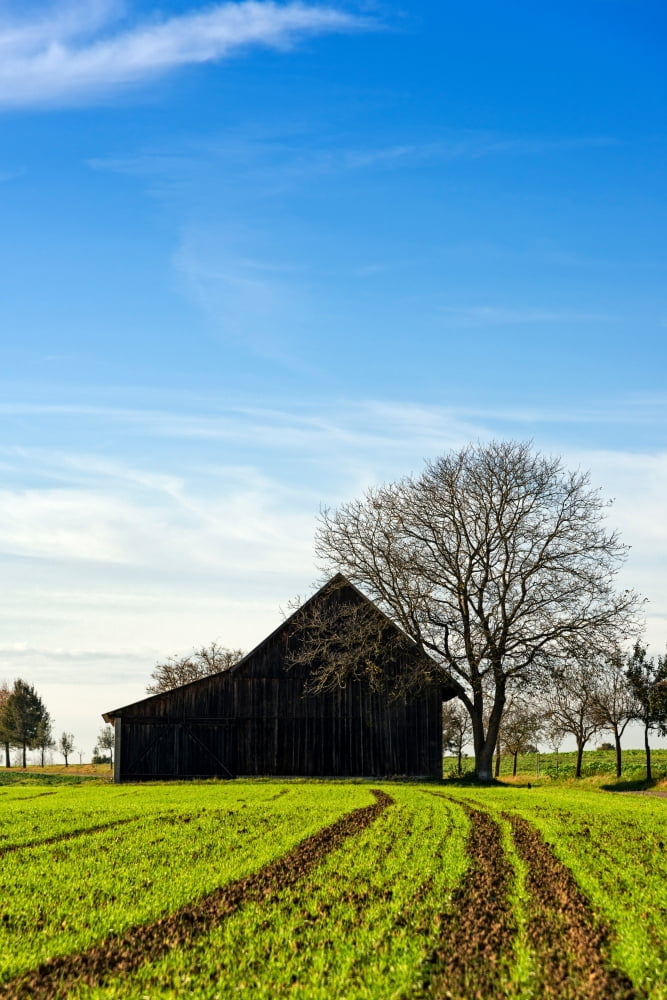 Barn and green agricultural field Baden-Wurttemberg Germany Canvas Art - Panoramic Images (18 x 24)