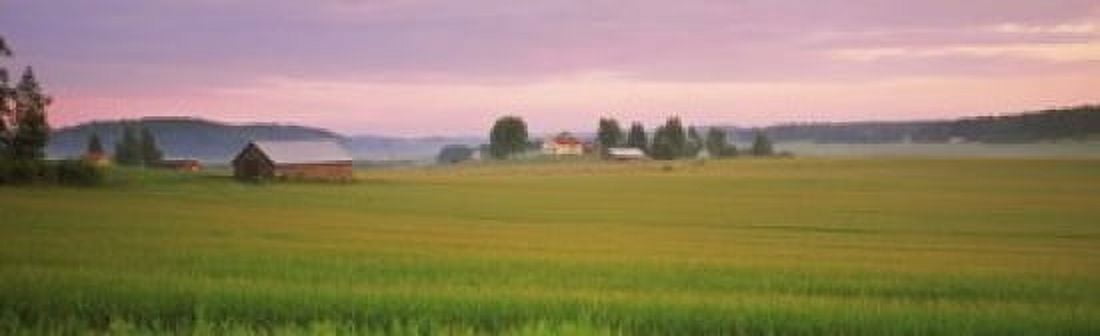 Barn and wheat field across farmlands at dawn Finland Canvas Art - Panoramic Images (15 x 5)