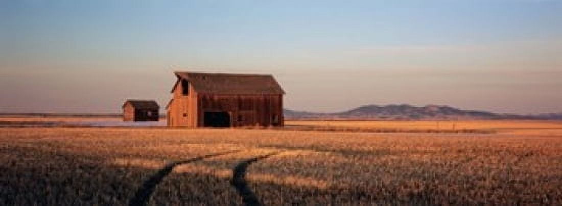 Barn in a field Hobson Montana USA Canvas Art - Panoramic Images (18 x 7)