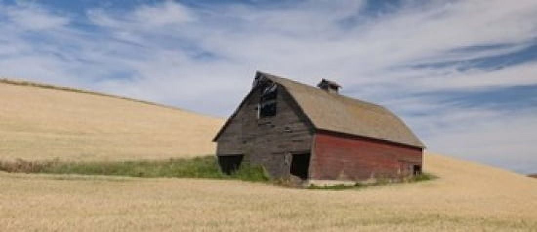 Barn in a wheat field Colfax Whitman County Washington State USA Canvas Art - Panoramic Images (15 x 6)