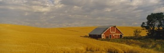 Barn in a wheat field Palouse Washington State USA Canvas Art - Panoramic Images (36 x 12)