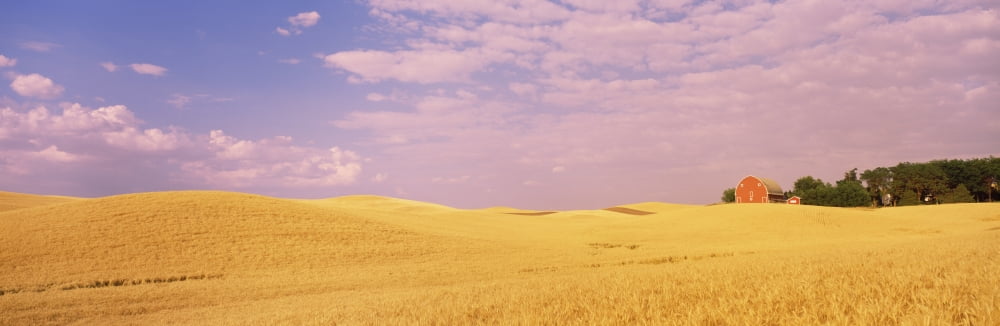 Barn in a wheat field Washington State USA Canvas Art - Panoramic Images (12 x 36)