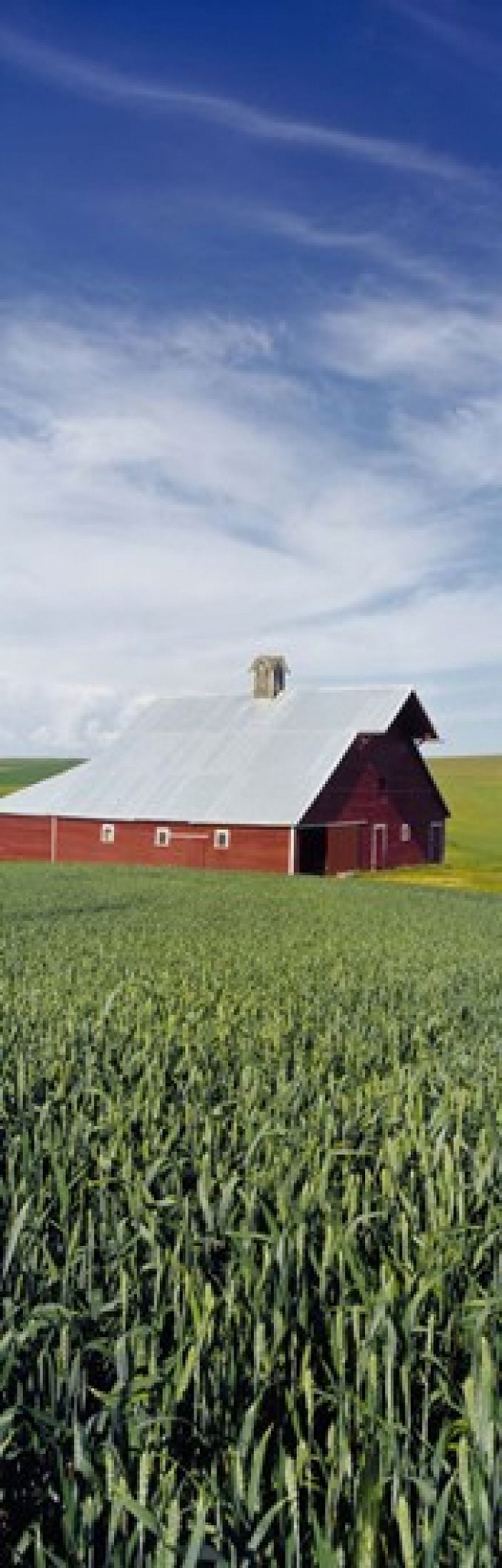 Barn in a wheat field Washington State USA Canvas Art - Panoramic Images (18 x 6)