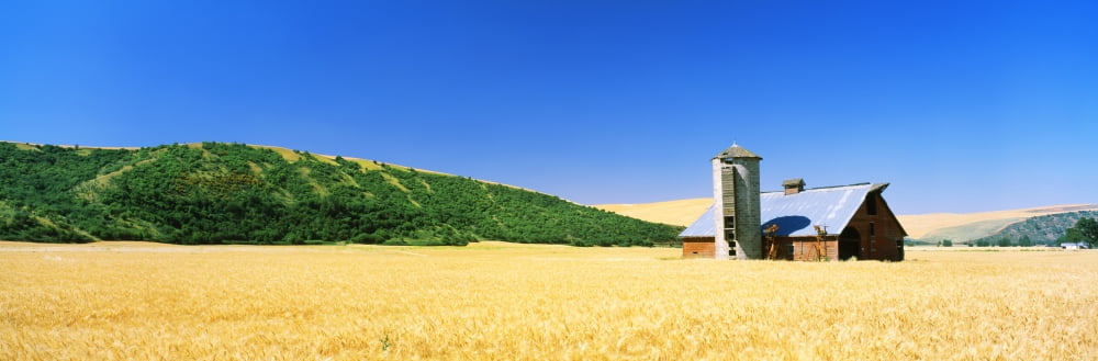 Barn in a wheat field Washington State USA Canvas Art - Panoramic Images (27 x 9)