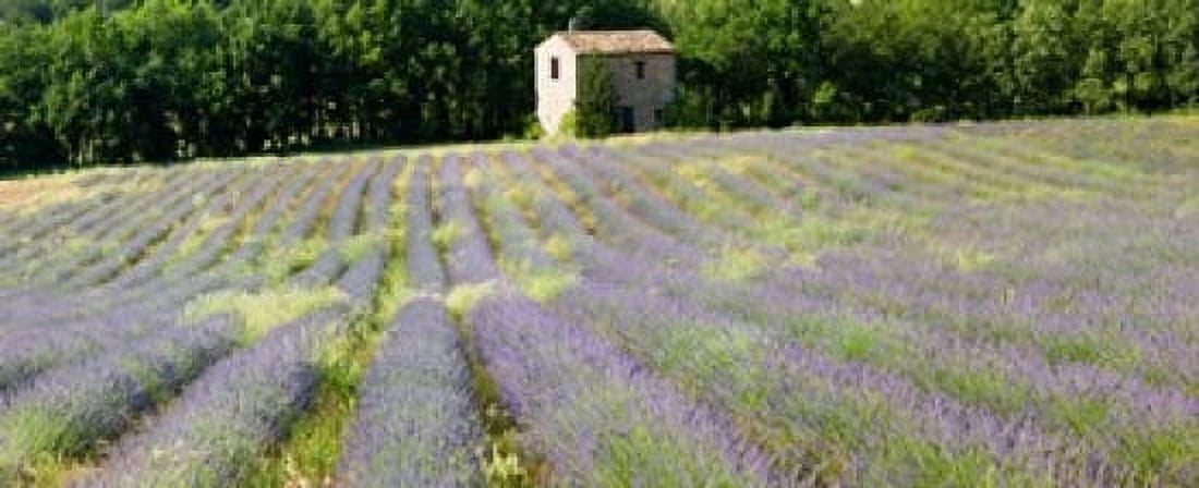 Barn in the lavender field Luberon Provence France Canvas Art - Panoramic Images (30 x 13)