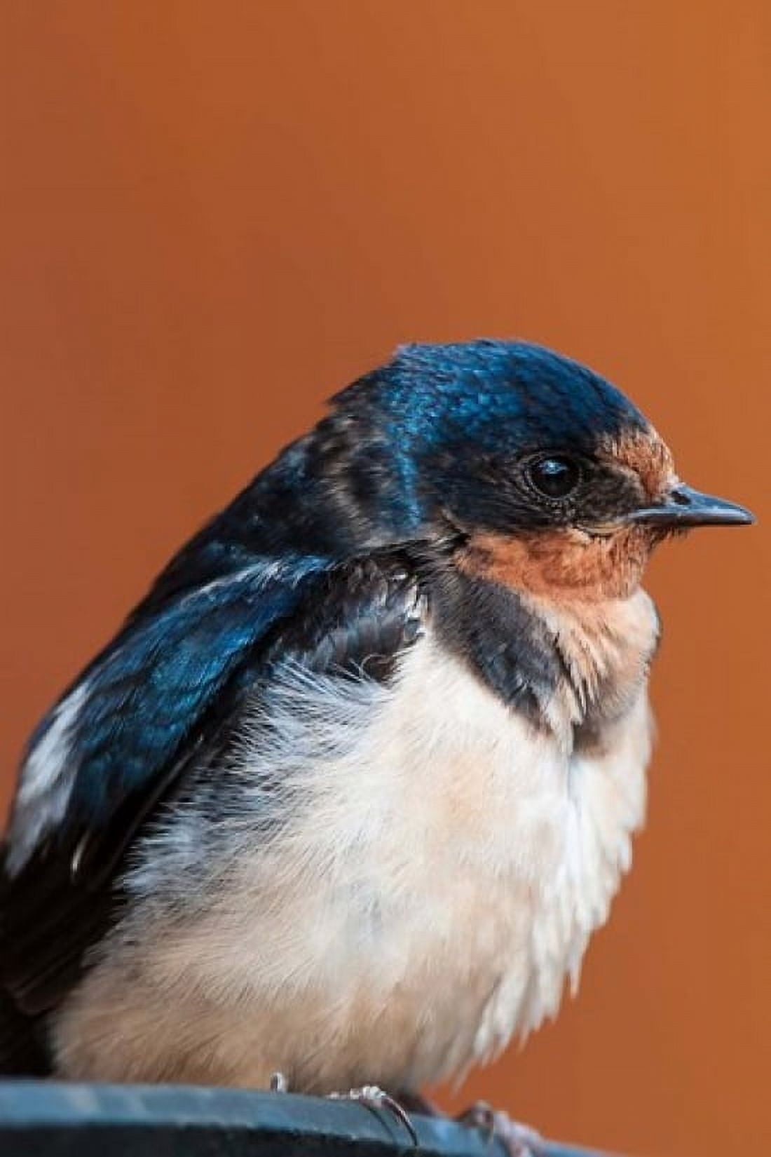 Barn swallow Great Bear Rainforest British Columbia Canada Canvas Art - Michael DeFreitas DanitaDelimont (18 x 26)