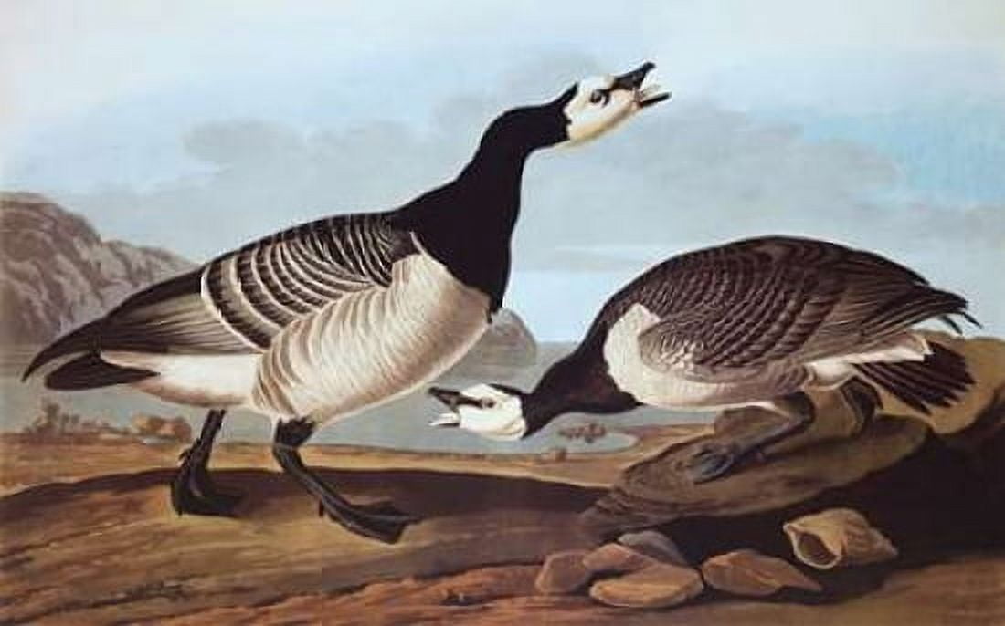 Barnacle Goose Canvas Art - John James Audubon (12 x 18)