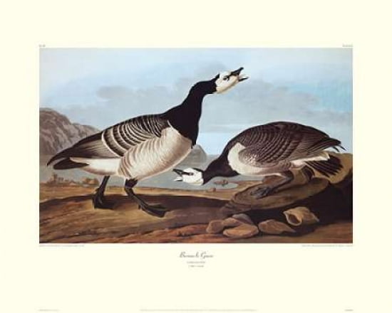 Barnacle Goose (decorative border) Canvas Art - John James Audubon (24 x 30)