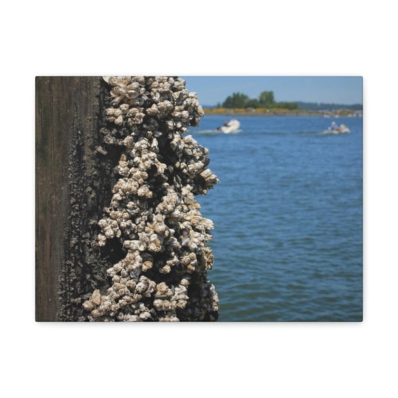 Barnacles on Pier With Water Behind Print Animal Wall Art Wildlife Canvas Prints Wall Art Ready to Hang Unframed