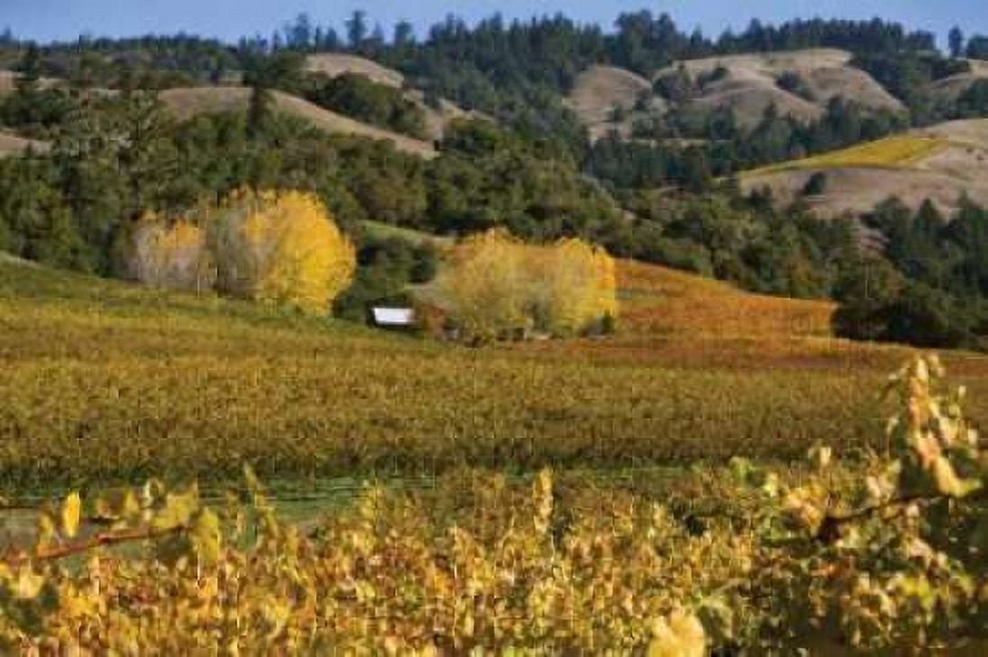 Barns and Vineyards II Canvas Art - Rita Crane (20 x 28)