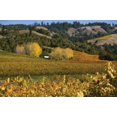 thumbnail image 1 of Barns and Vineyards II Poster Print by Rita Crane (10 x 14), 1 of 1