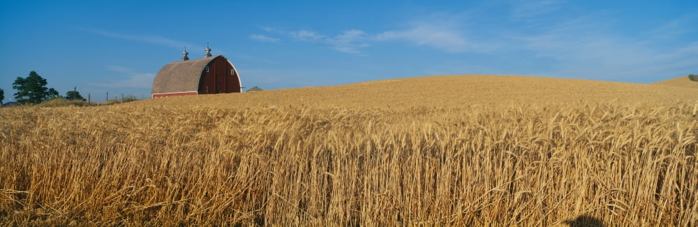 Barns and Wheat Fields SE Washington Canvas Art - Panoramic Images (27 x 9)