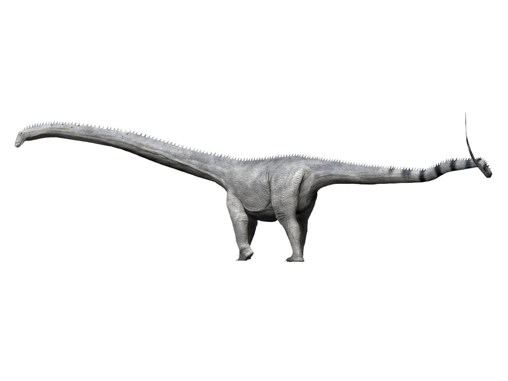 Barosaurus dinosaur Canvas Art - Nobumichi TamuraStocktrek Images (17 x 13)