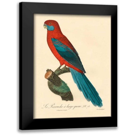 Barraband 12x14 Black Modern Framed Museum Art Print Titled - Barraband Parrot, PL 78