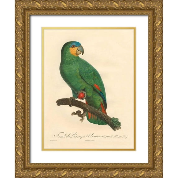 Barraband 25x32 Gold Ornate Wood Framed with Double Matting Museum Art Print Titled - Barraband Parrot, PL 110
