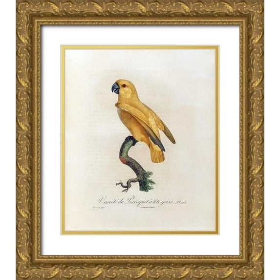Barraband, Jacques 15x17 Gold Ornate Wood Framed with Double Matting Museum Art Print Titled - Variete du Perroquet a tete grise