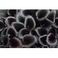 thumbnail image 1 of Barracuda Calla Lily Bulb - Dark Purple/Black - 14/16 cm Bulb, 1 of 4