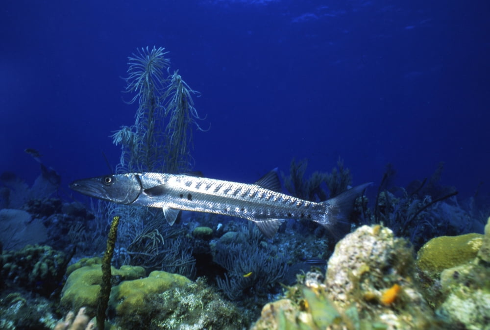 Barracuda Cayman Brac Cayman Islands Canvas Art - Beverly FactorStocktrek Images (34 x 23)