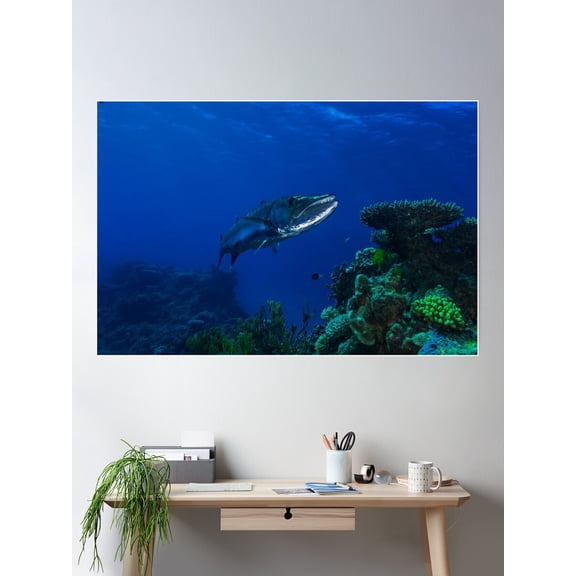 Barracuda On The Great Barrier Reef Poster Wall Art, Modern Wall Decor For Living Room Bedroom, 12x18 UNFRAMED