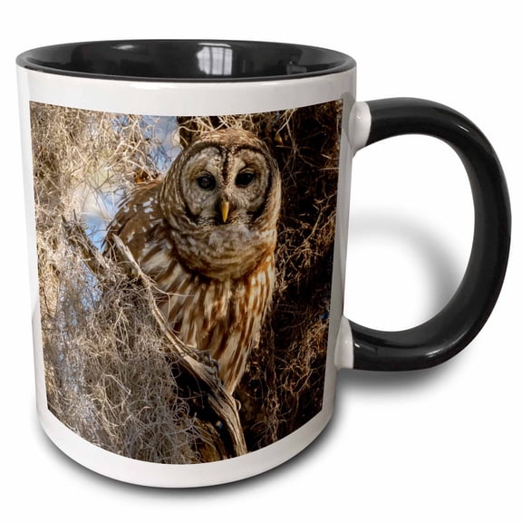 3drose, Barred Owl, Aka Hoot Owl in Tree, Florida, 11oz Two-tone Black Mug