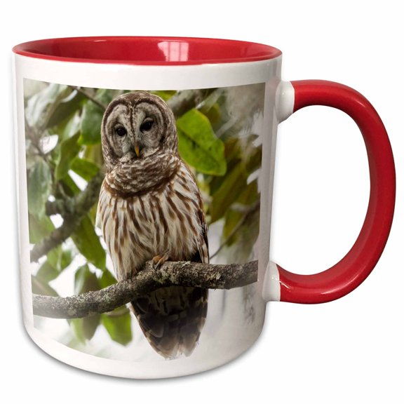 3drose, Barred Owl, Aka Hoot Owl in Tree, Florida, Usa, 11oz Two-tone Red Mug
