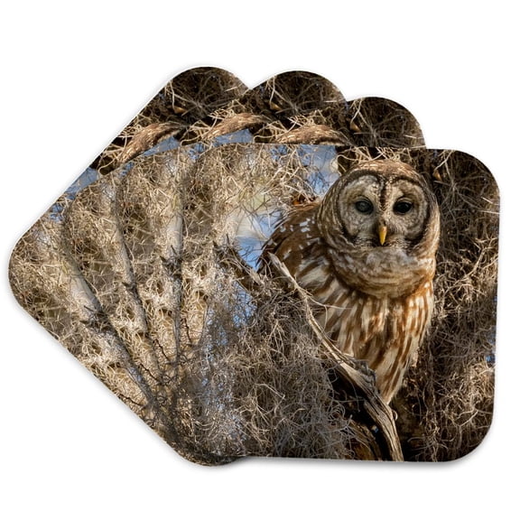 3drose, Barred Owl, Aka Hoot Owl in Tree, Florida, Set of 4 Coasters - Soft