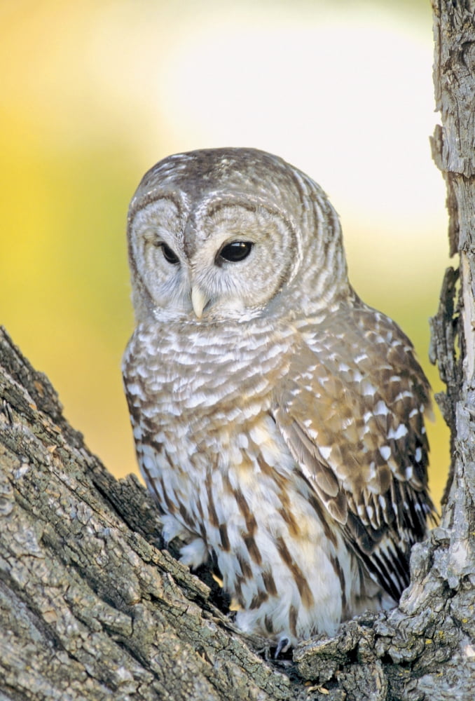 Barred Owl Roosting In Tree Canvas Art - John Pitcher Design Pics (22 x 34)