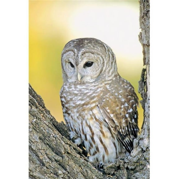 Barred Owl Roosting In Tree Poster Print