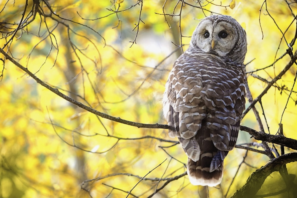 Barred Owl (Strix Varia) Pigeon Lake Alberta Canada Canvas Art - Steve Nagy Design Pics (38 x 24)