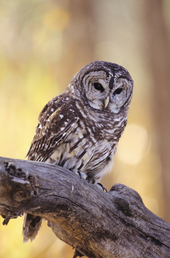Barred Owl (Strix Varia) perching on Cottonwood Canvas Art - John Hyde Design Pics (11 x 17)