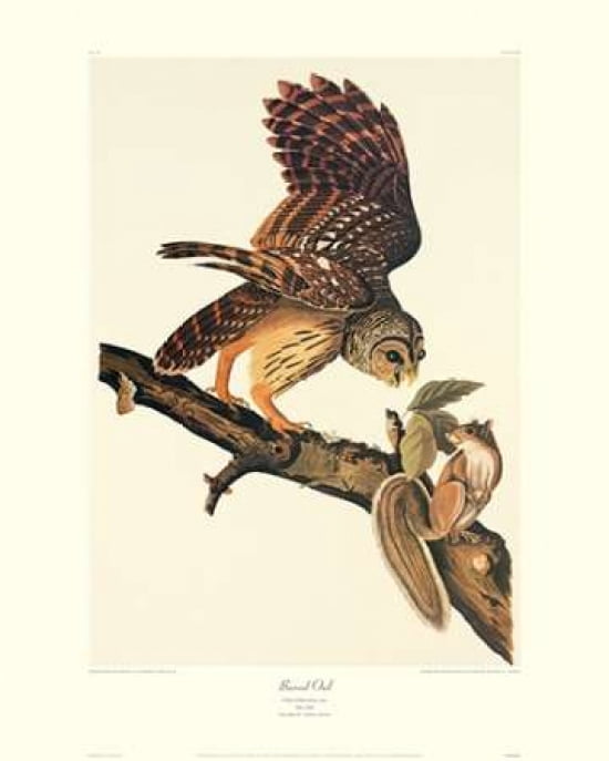 Barred Owl (decorative border) Canvas Art - John James Audubon (24 x 30)