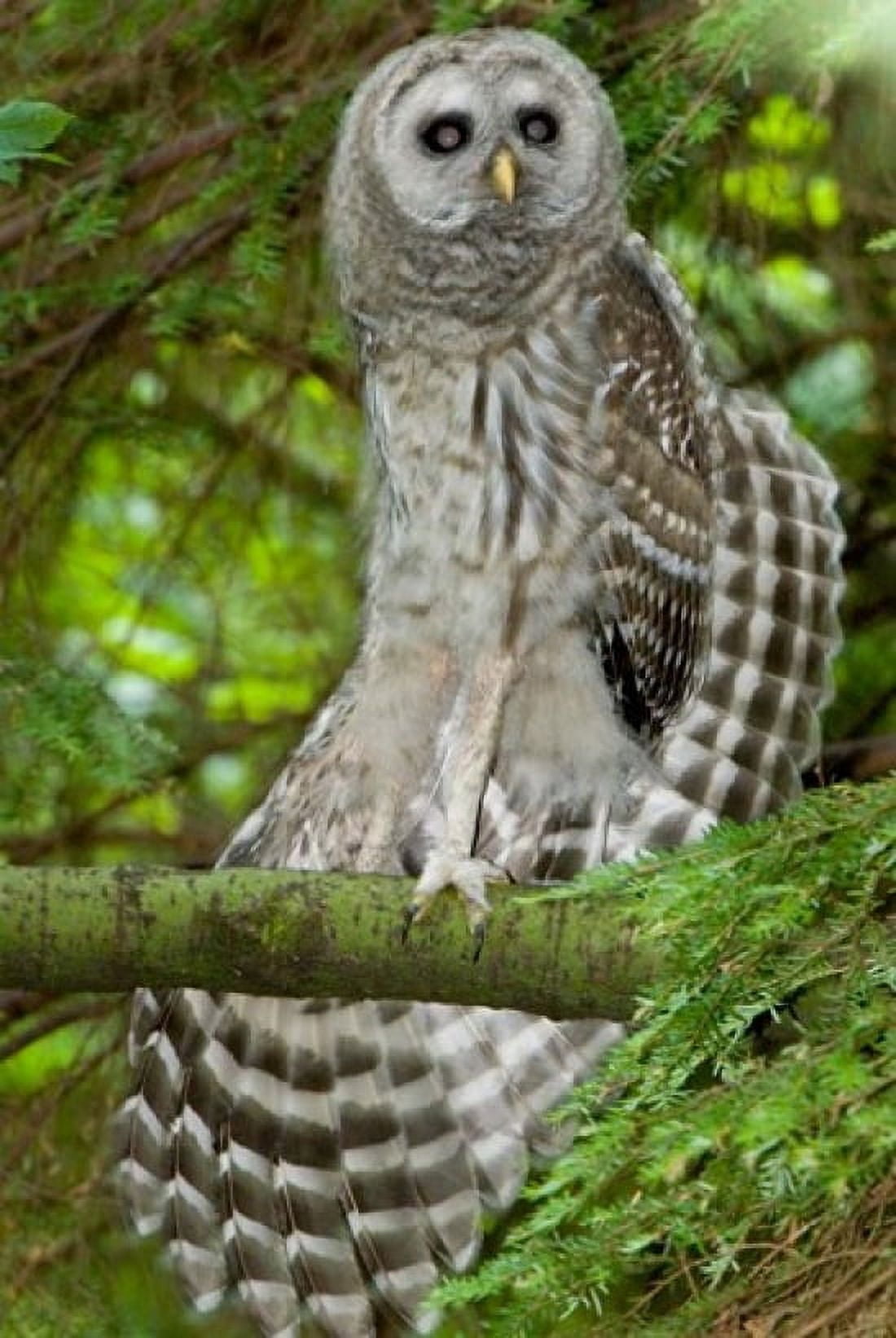 Barred owl Stanley Park British Columbia Canvas Art - Paul Colangelo DanitaDelimont (18 x 26)